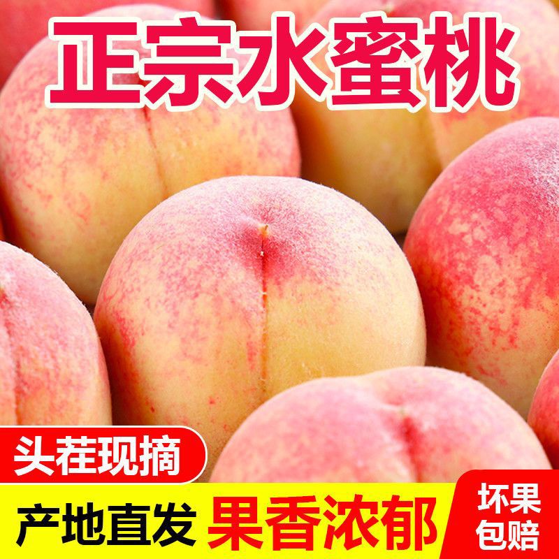 正宗山东沂蒙山水蜜桃清脆香甜现摘鲜桃果香浓郁新鲜桃子产地直发