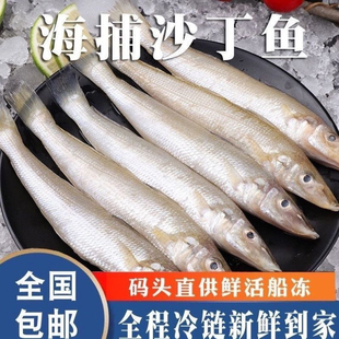 大连沙丁鱼4斤新鲜冷冻沙尖鱼 冰鲜沙钻鱼 速冻发货