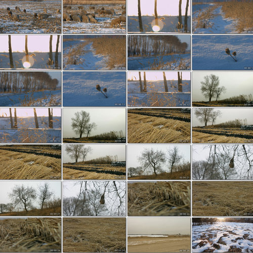 冬季雪地羊吃草放羊芦苇草秋冬枯黄稻田鸟窝4K空境原创视频素材