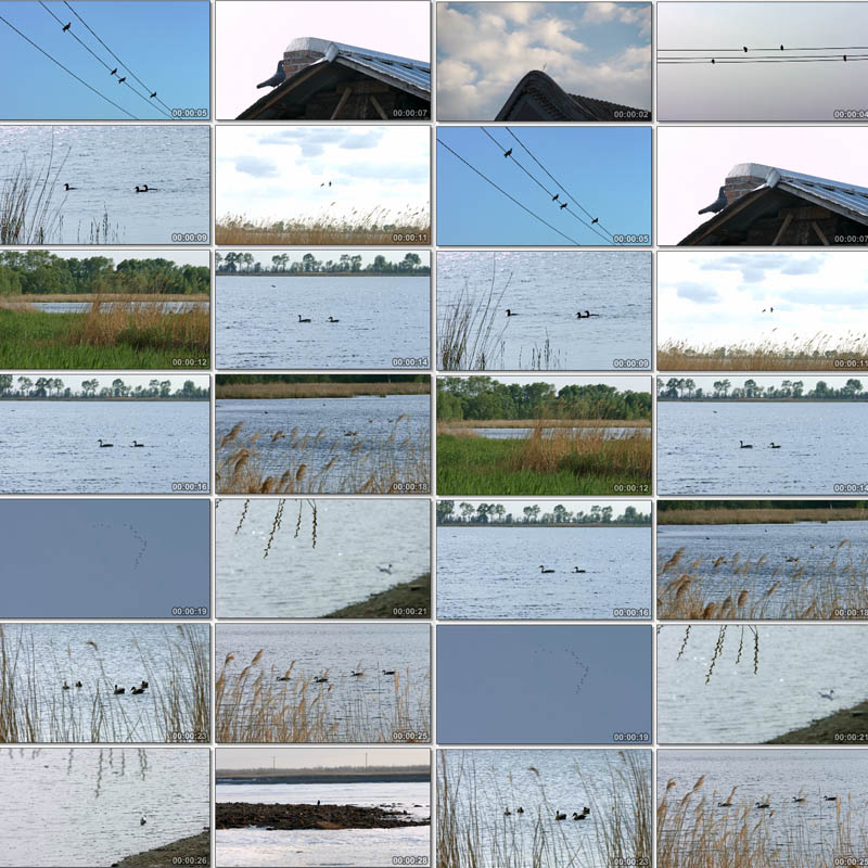 芦苇荡苇草塘野鸭戏水飞翔大雁鸽子枝头喜鹊河边柳树原创视频素材