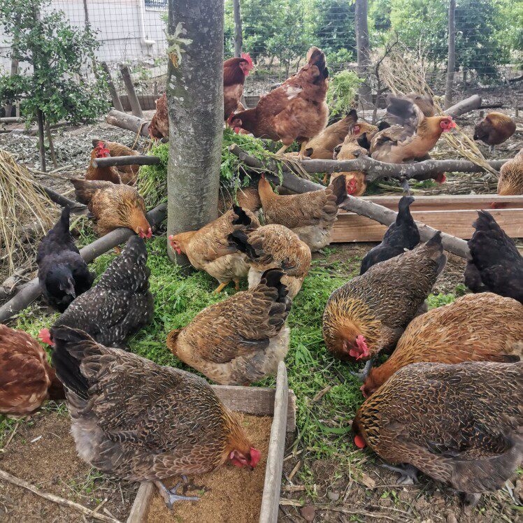 崇明土鸡 农家散养 肉质紧实 现杀新鲜 滋补食材 月子营养 发顺丰
