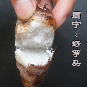 周宁农产品高山老品种芋头、小芋头芋子 非转基因高淀粉有机食品