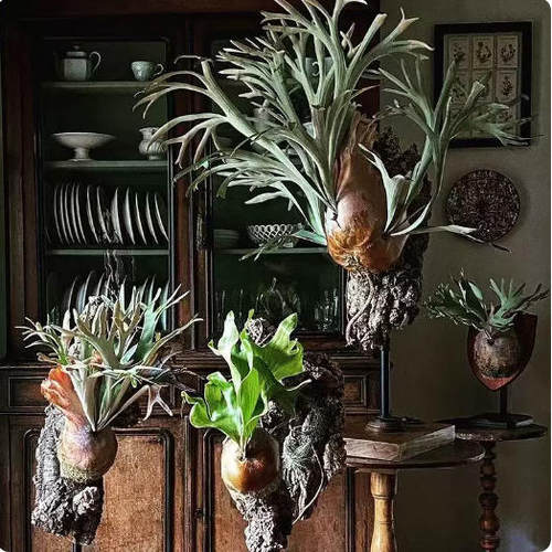 葡萄牙软木树皮鹿角蕨蝴蝶兰球兰兜兰石斛附生植物挂板种植板造景