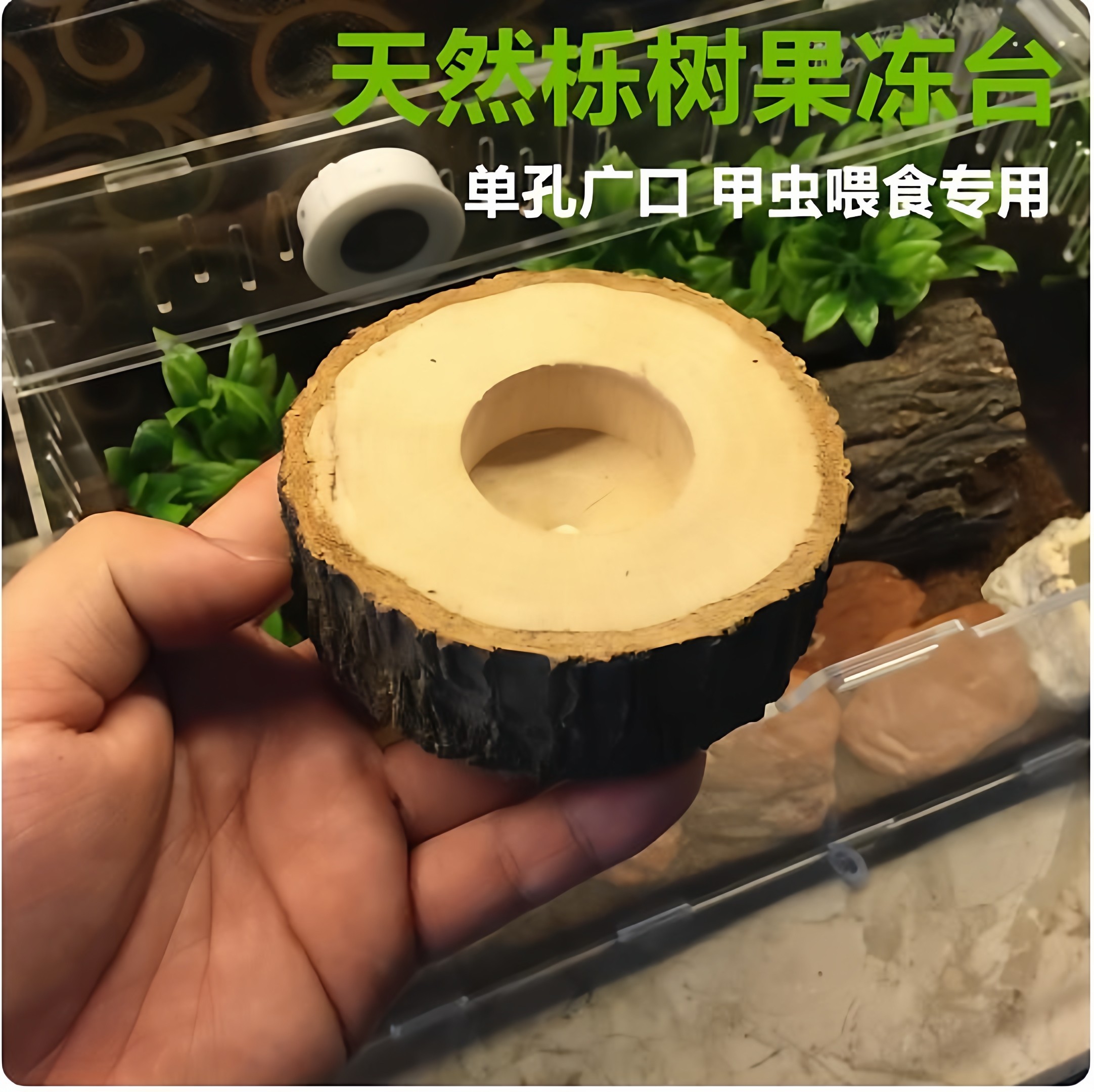 昆虫果冻台手工栎木树果冻皿木圆形攀爬食台造景独角仙成虫锹甲虫