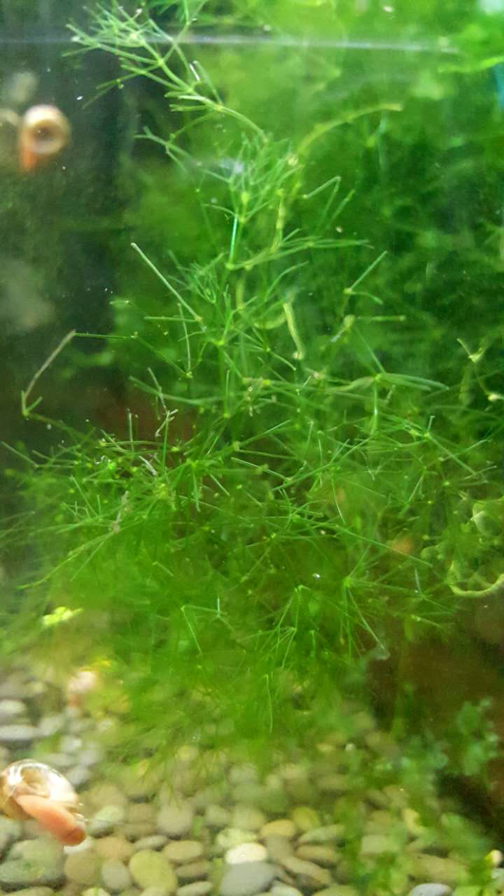 满天星虾缸除no2no3躲避