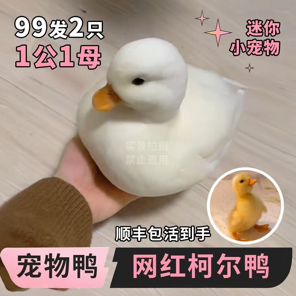 柯尔鸭活宠物小鸭子活宠物小黄鸭幼崽网红鸭宠物可达鸭科尔鸭活物