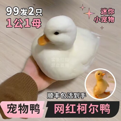 正版的柯尔鸭已爆5000人+种草