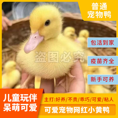 陪孩子成长的小鸭鸭10000+人种草