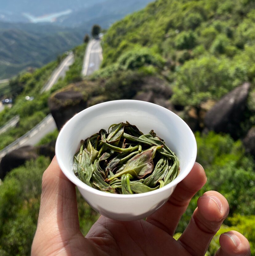 【飞天系列】试茶合集 正宗乌岽 高山单丛茶