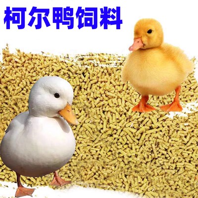 柯尔鸭饲料小鸭子网红鸡鸭鹅