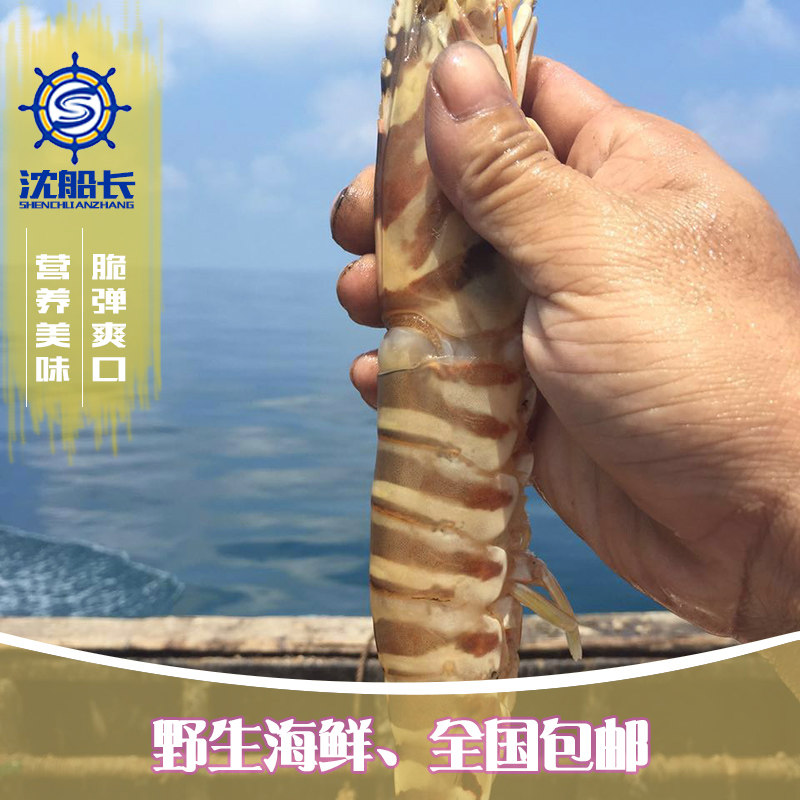 沈船长水产野生鲜海鲜斑节大虾基围虾鲜活2只/斤装