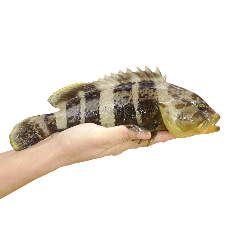 沈船长特产野生青斑鱼石斑鱼东星斑鲜活石斑鱼生态绿色一斤3-4条