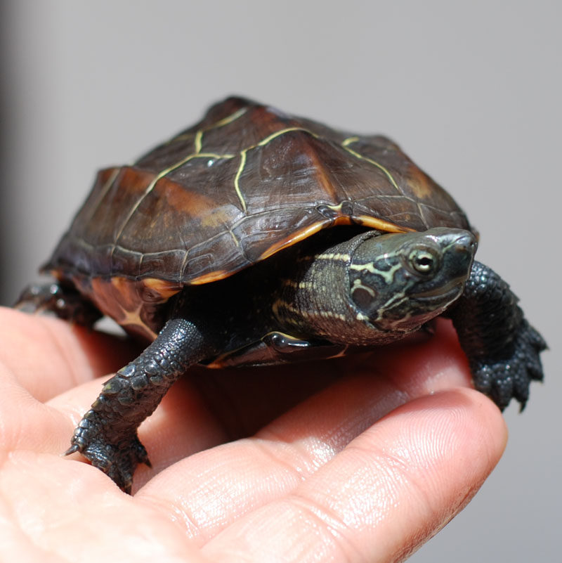 Gold turtle Longevity turtle living thing Hatchlings China Tortoise Little Turtle Outside the pond Pets lovers Living creatures Mexican turtlein the Pet/Pet food and supplies , Aqua World , Turtle/Turtle  category - from Buy2taobao.com to provide professional Taobao agent buy service