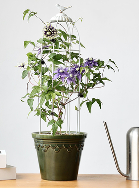 复古陶瓷大花盆帝罗马绿色蝴蝶兰轻奢高级感兰花大口径绿植陶盆