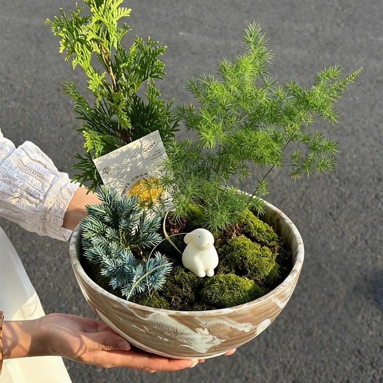 水仙花水培陶瓷花盆无孔大口径矮盆蝴蝶兰多肉拼盘肌理纹苔藓盆栽