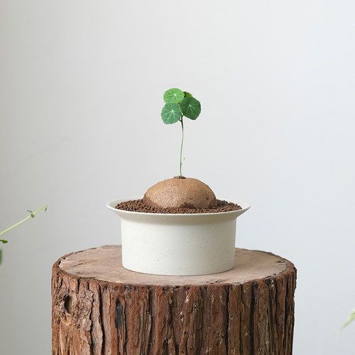 北欧简约陶瓷山乌龟花盆