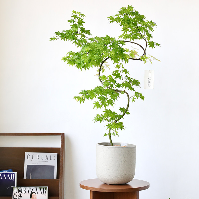北欧陶瓷大花盆白色粗陶绿植落地盆栽无孔陶盆超大龟背竹套盆大号