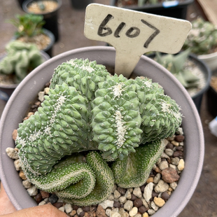 6107实生菊水缀化