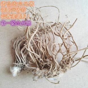 大火草50克 白地紫菀 大伙草