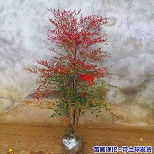 南天竹户外室内植物花园绿植庭院北方耐寒火焰南天竹四季盆栽地栽