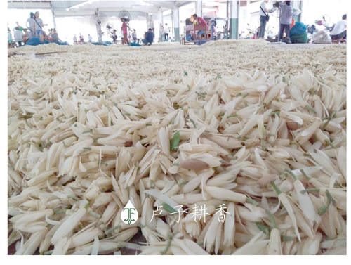 天然白兰花利呼吸甜美香气