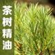 天然植物单方芳疗熏香 青春痘战痘粉刺 澳洲茶树精油 内裤