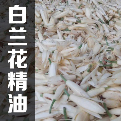 天然白兰花利呼吸甜美香气