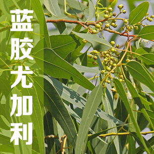蓝胶尤加利精油纯单方香薰 净化空气 通鼻驱蚊森林桉树油