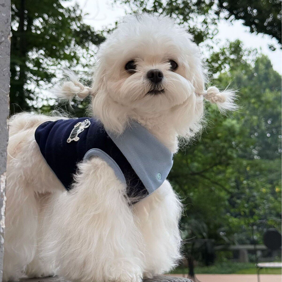 法国JoyPaw春季新款宠物狗狗衣服小型犬泰迪比熊约克夏狗狗衣服