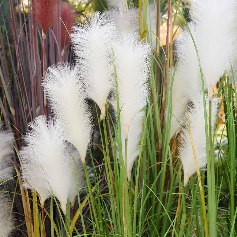 新款 毛绒绒大芦花仿真芦苇草 园林造景会所网红店摆设装饰花干草