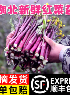 湖北菜薹菜苔菜芯新鲜红菜苔绿色红菜薹农家嫩菜蔬菜叶菜现摘顺丰