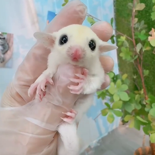 网红蜜袋鼯活体小飞鼠密袋鼠幼崽纯白色自家繁殖奶油色铂金色宝宝