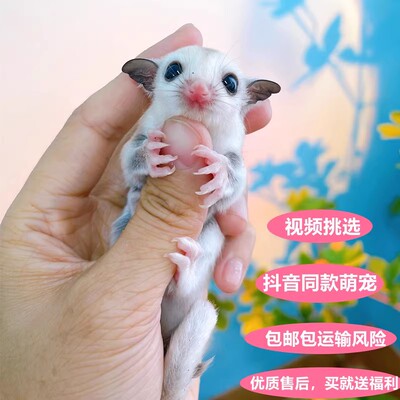 网红蜜袋鼯活体小飞鼠密袋鼠幼崽纯白色自家繁殖奶油色铂金色宝宝