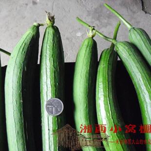 湖南湘西1500米高山农家有机自留本地土丝瓜绿色无污染蔬菜无激素