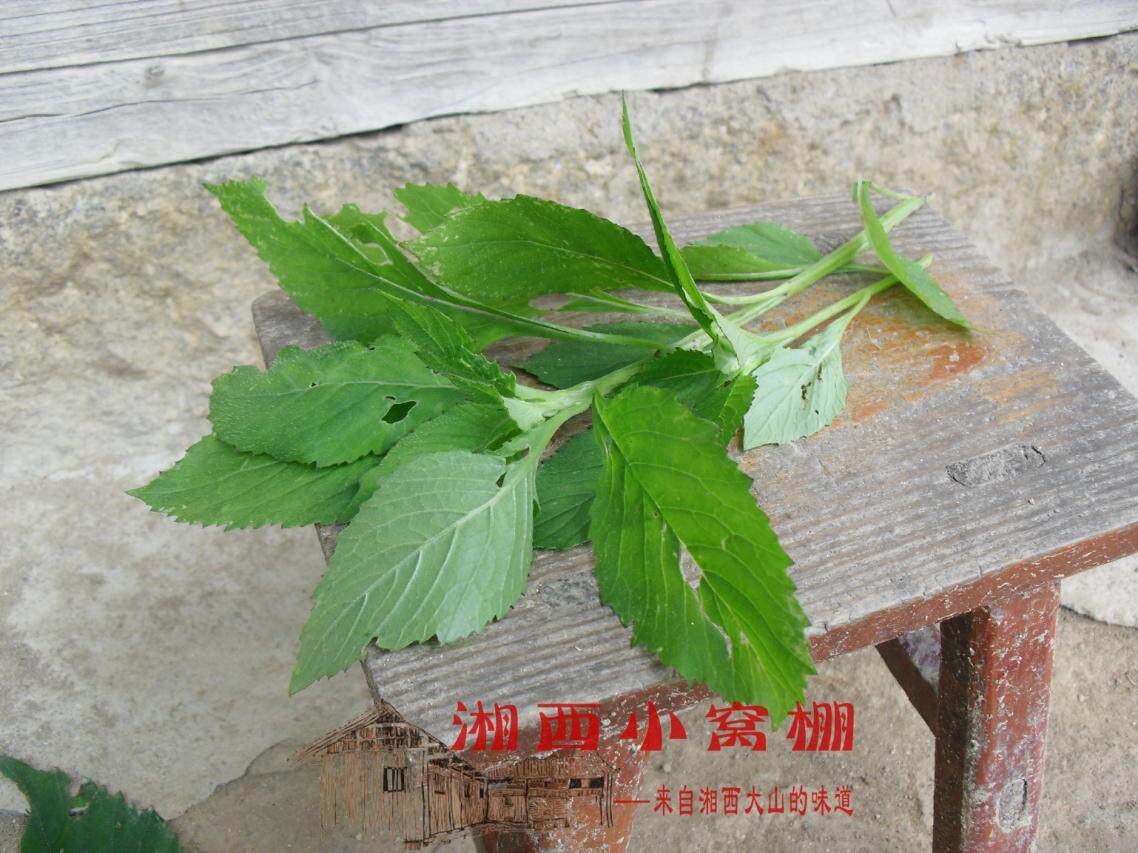 湖南湘西雪峰山1500米高山野生新鲜绿色 野菜 芝麻菜 美味山珍