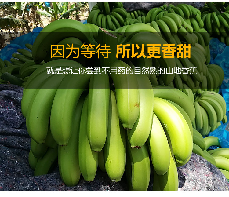 云南高山香蕉9斤新鲜当季水果整箱包邮芭蕉叶小米蕉甜香焦