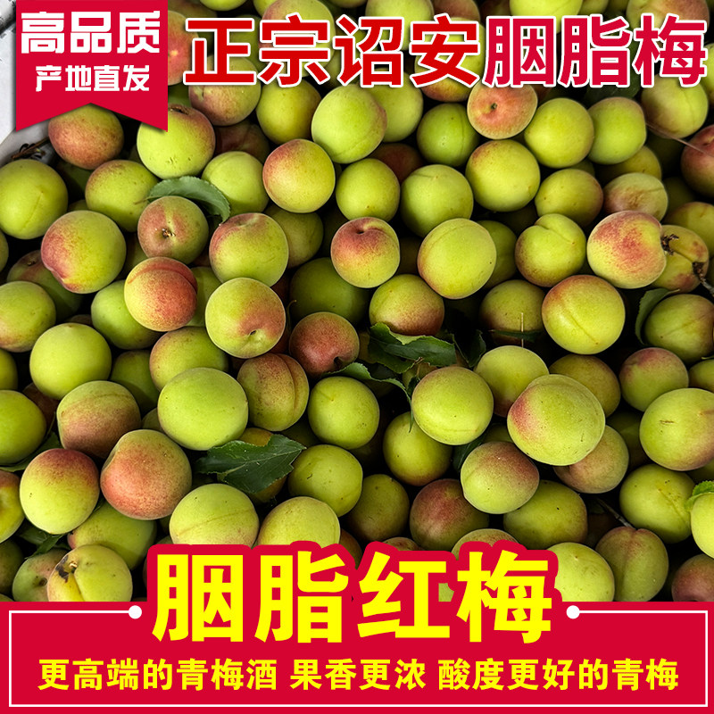 （胭脂红梅）新鲜胭脂梅青红梅青梅鲜果诏安高山生红梅泡梅子酒露