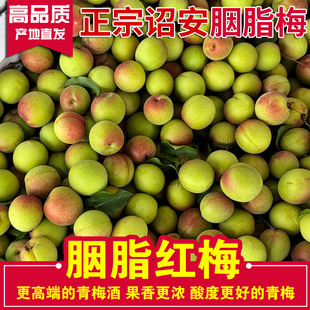 （胭脂红梅）新鲜胭脂梅青红梅青梅鲜果诏安高山生红梅泡梅子酒露