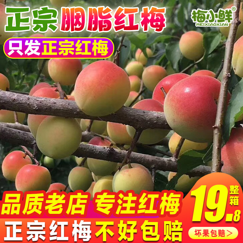 正宗诏安新鲜胭脂梅酵素梅青梅鲜果漳州现摘生红梅泡酸梅子酒酵素