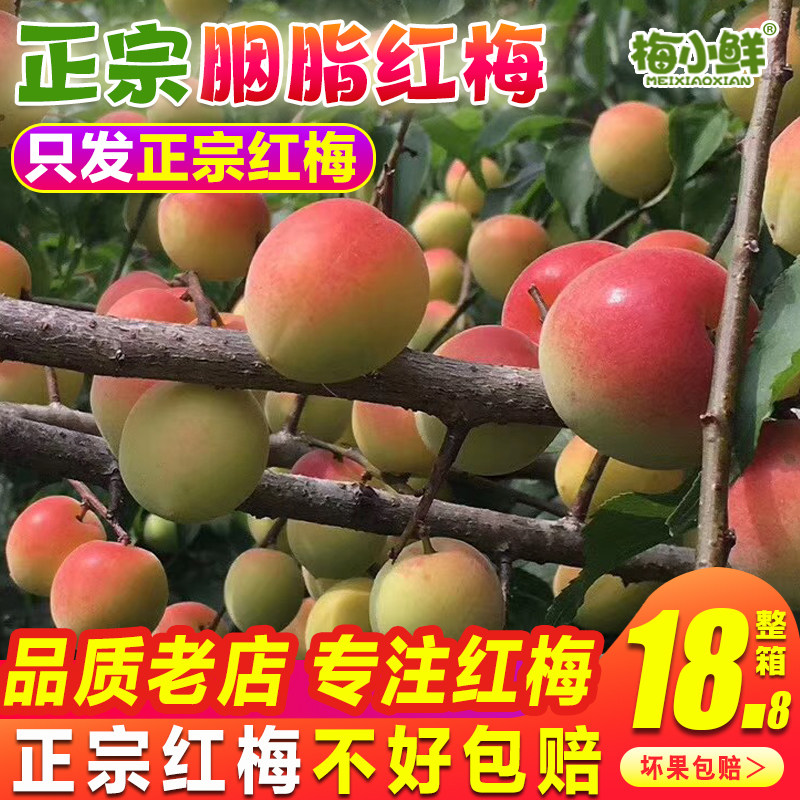 正宗诏安新鲜胭脂梅酵素梅青梅鲜果漳州现摘生红梅泡酸梅子酒酵素