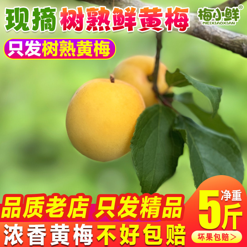黄梅果新鲜散装 梅小鲜诏安完熟青梅果现摘生梅子酸梅胭脂黄梅果
