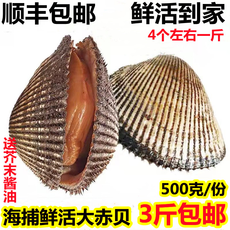 鲜活大赤贝新鲜海捕无沙3斤包邮