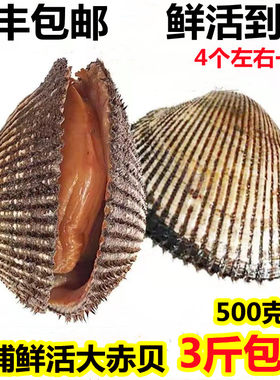鲜活大赤贝新鲜海捕无沙3斤包邮