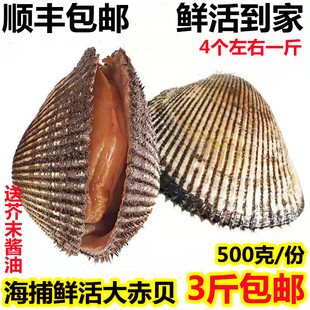 新鲜大赤贝海鲜鲜活赤贝大毛蛤海捕大血蛤毛蚶寿司食材连云港水产