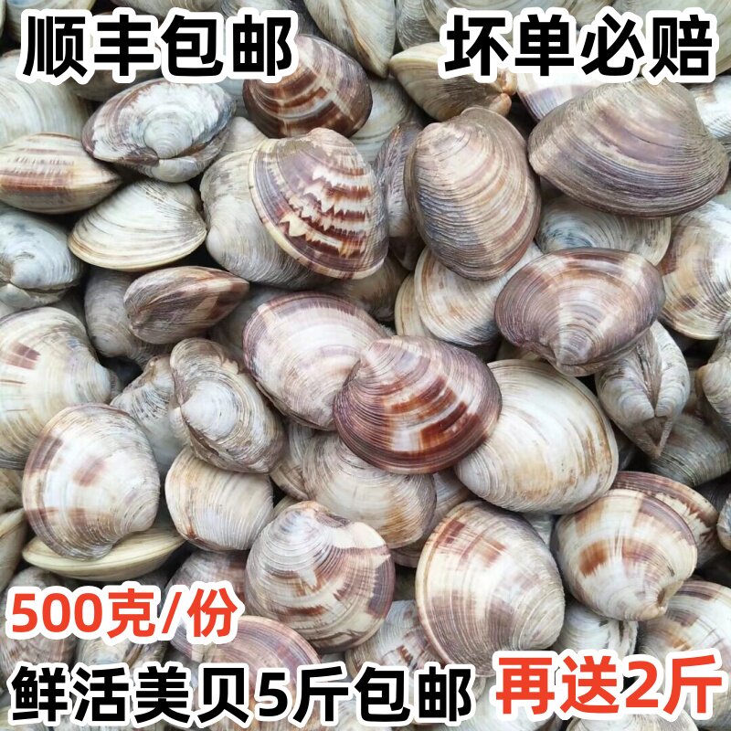 新鲜美贝鲜活海鲜无泥沙5斤包邮