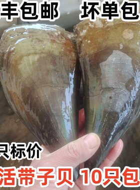鲜活带子贝新鲜带子贝10只包邮