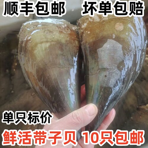 鲜活带子贝新鲜带子贝10只包邮