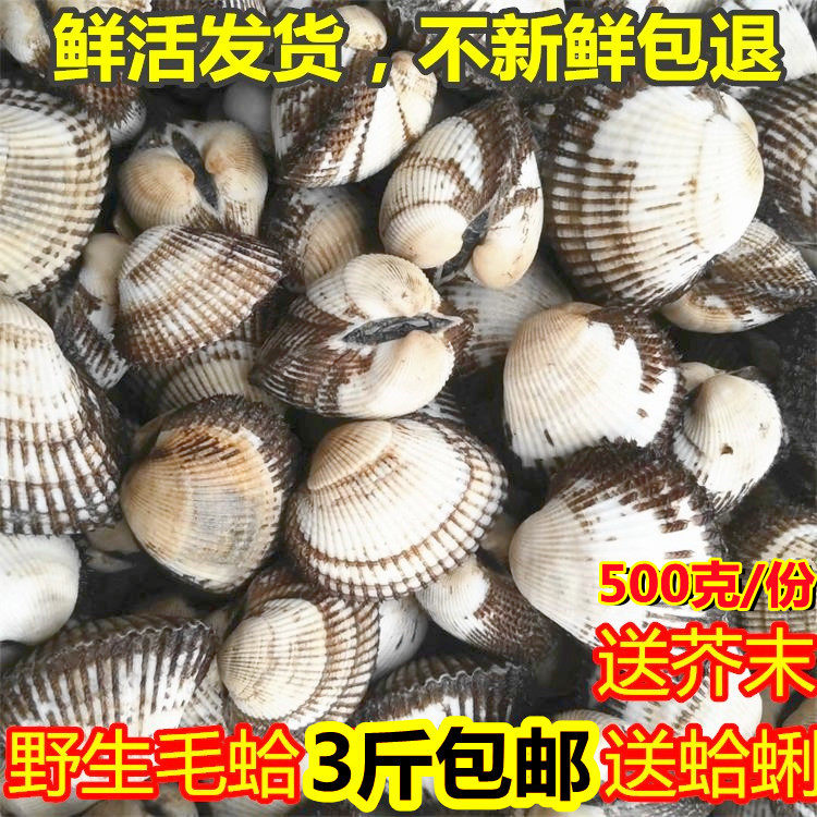 新鲜蛤蜊大毛蛤鲜活毛蛤海捕大毛蚶血蛤海毛蛤海鲜连云港水产贝类 - 实物图