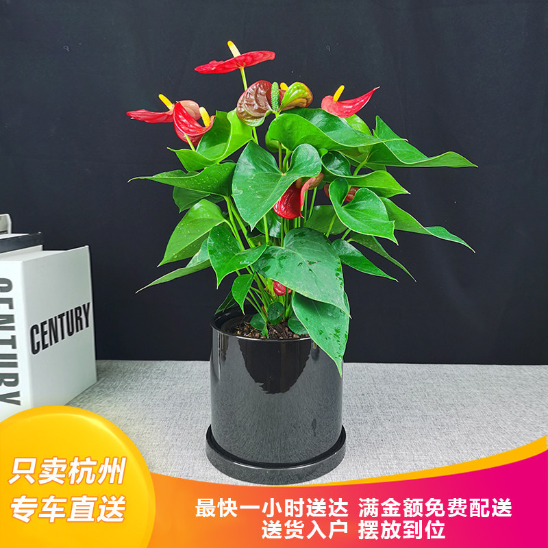 红掌办公室好养客厅桌面室内长期开花花卉盆栽植物花木杭州同城送