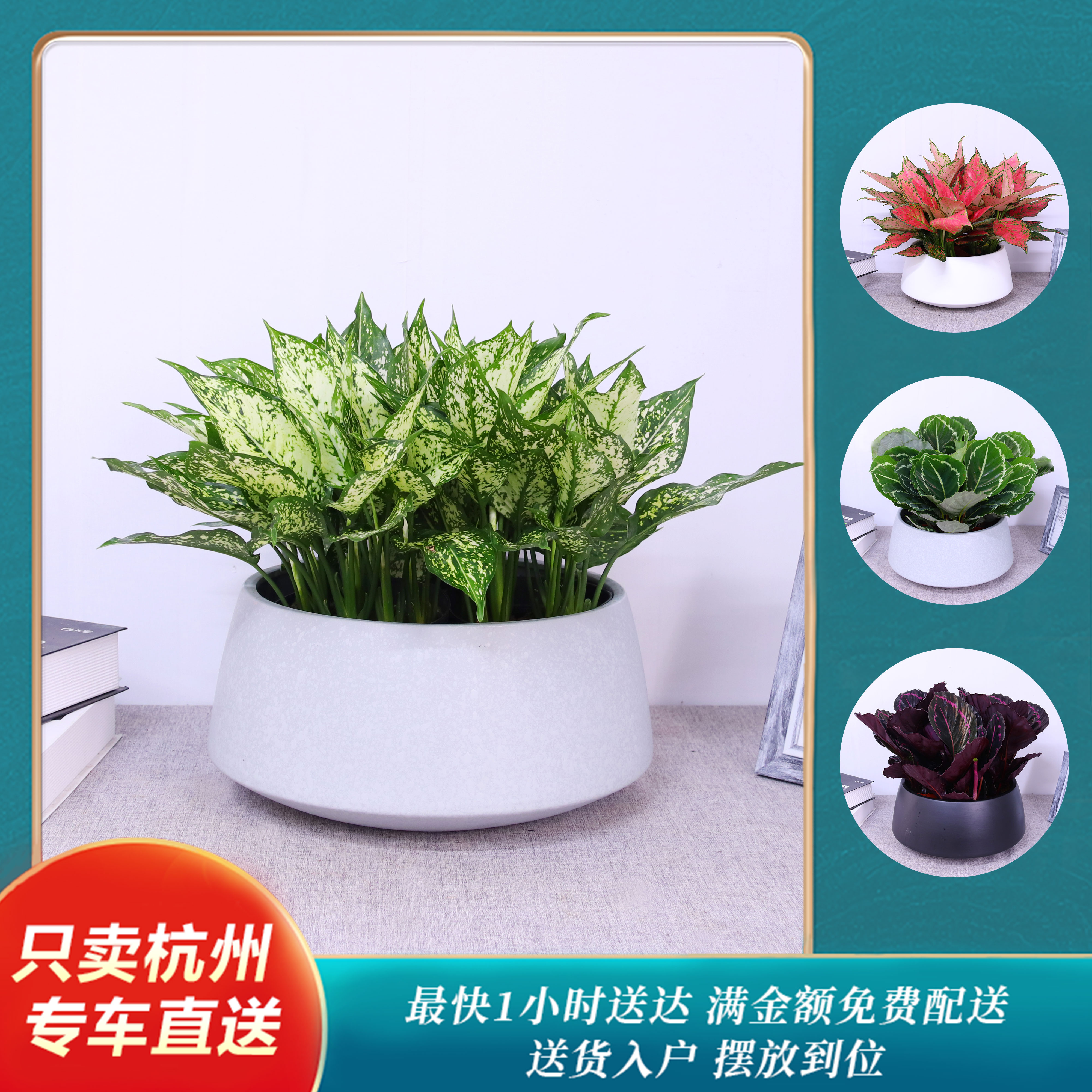 美丽竹芋如意翡翠观叶植物组合盆栽室内办公桌美观净化空气绿植